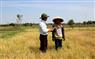 Nắng hạn chạm đỉnh, hơn 10 nghìn hecta cây trồng nguy cơ ‘chết khát’